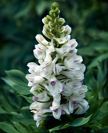 white bog orchid